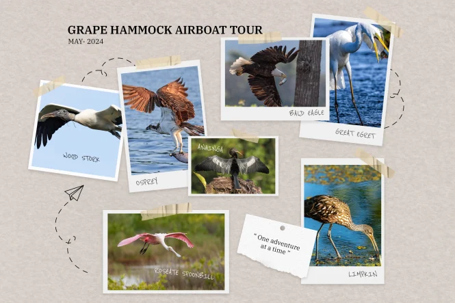 Featured image for Birdwatching for Beginners: A Guide to Spotting Feathered Friends