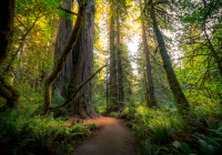 Featured image for The Healing Power of Nature: Forest Bathing and Outdoor Wellness