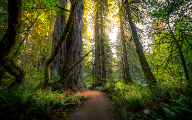 Featured image for The Healing Power of Nature: Forest Bathing and Outdoor Wellness