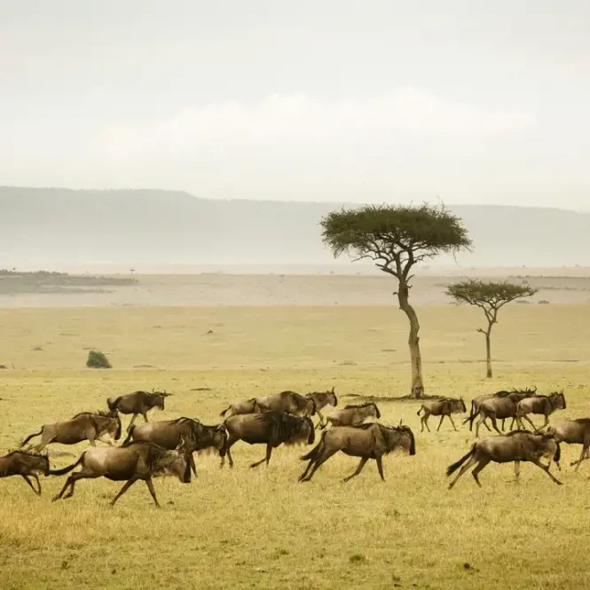 Featured image for Safari in Tanzania: Witnessing the Great Migration