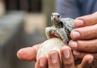 Featured image for Exploring the Galapagos Islands: A Unique Wildlife Experience