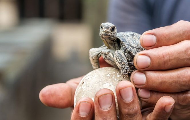 Featured image for Exploring the Galapagos Islands: A Unique Wildlife Experience